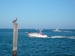 Key West pelican