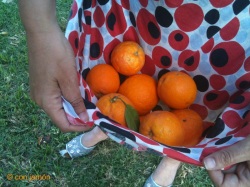 Collecting oranges