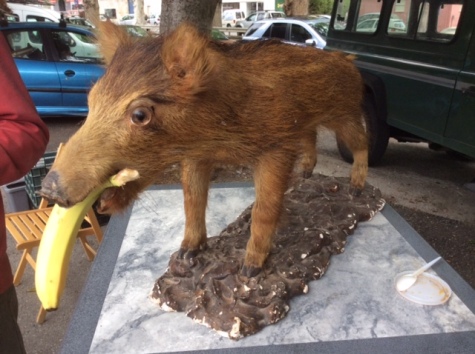 A boar with a banana in its mouth